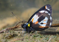 Delias argentata