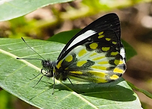 Delias aroae (Delias aroae)