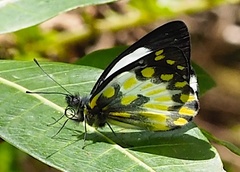 Delias aroae