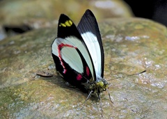 Delias isocharis