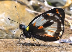 Delias argentata