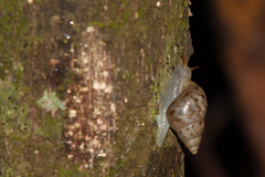 Drymaeus