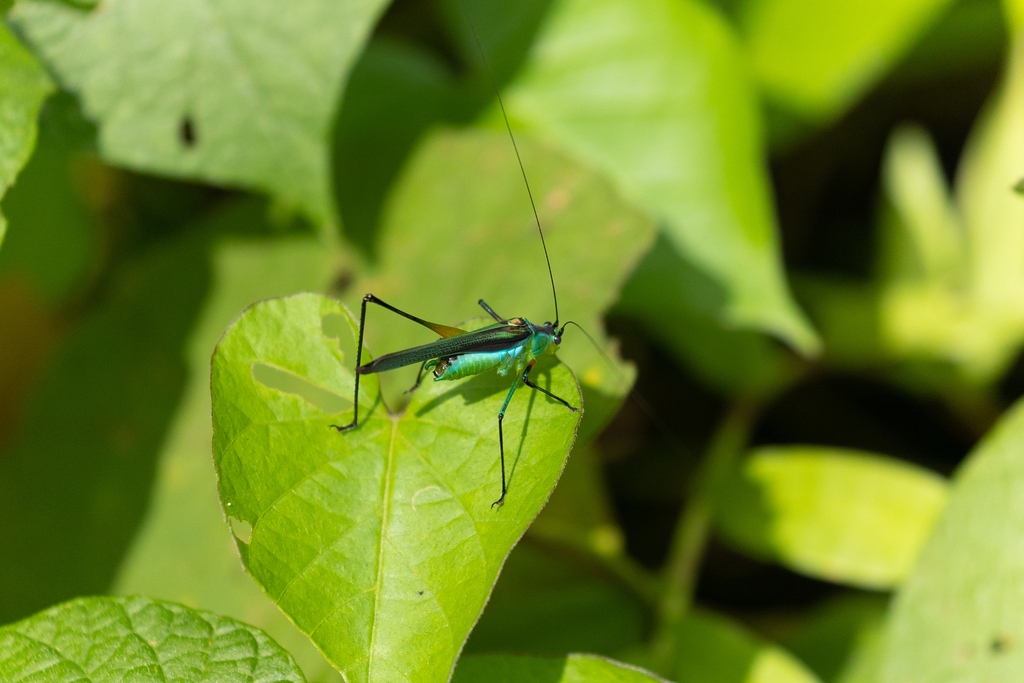 Dioncomena bulla