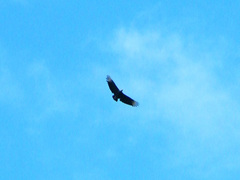 Coragyps atratus foetens