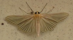 Polygrammodes nervosa