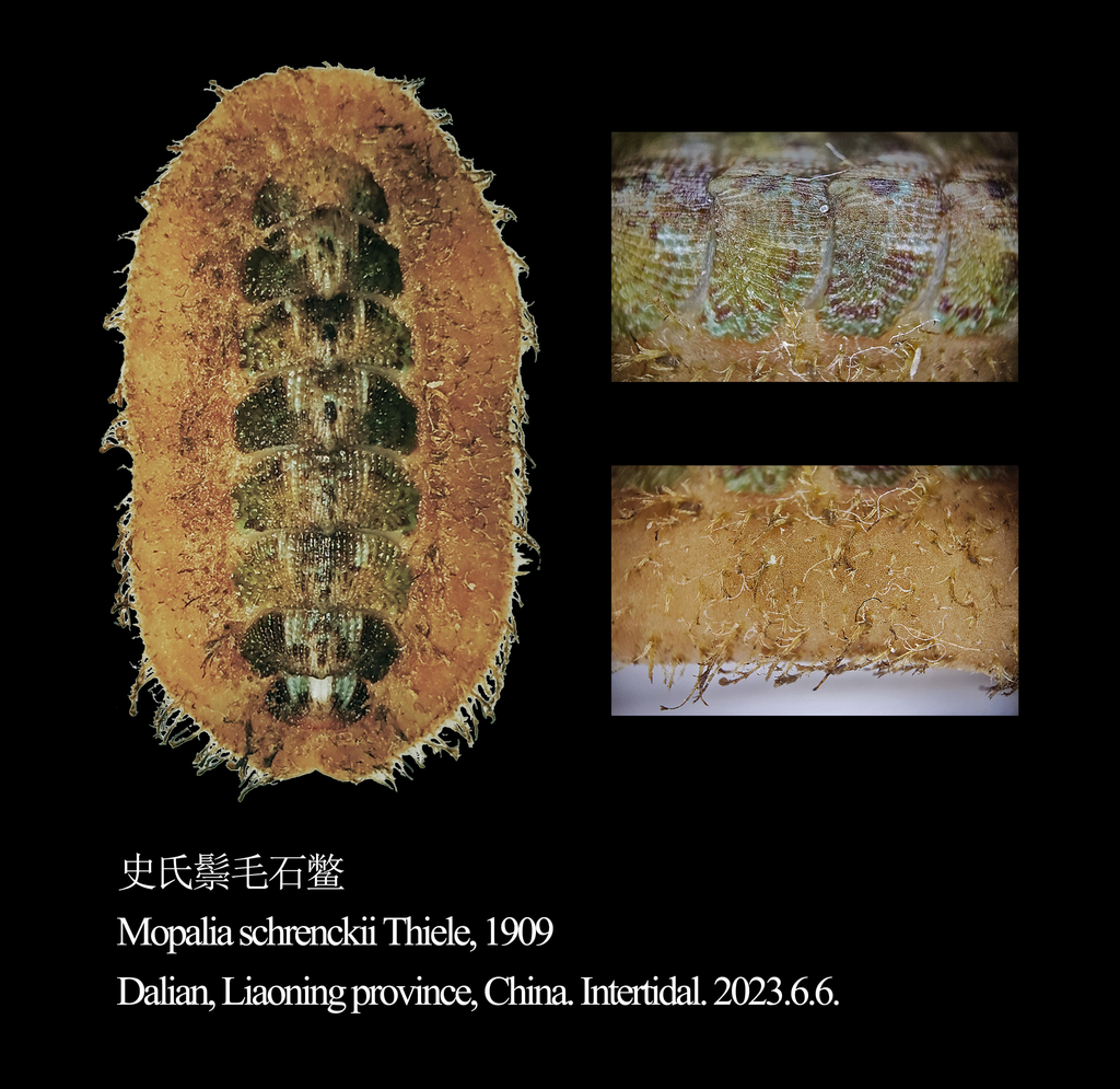 Mopalia seta