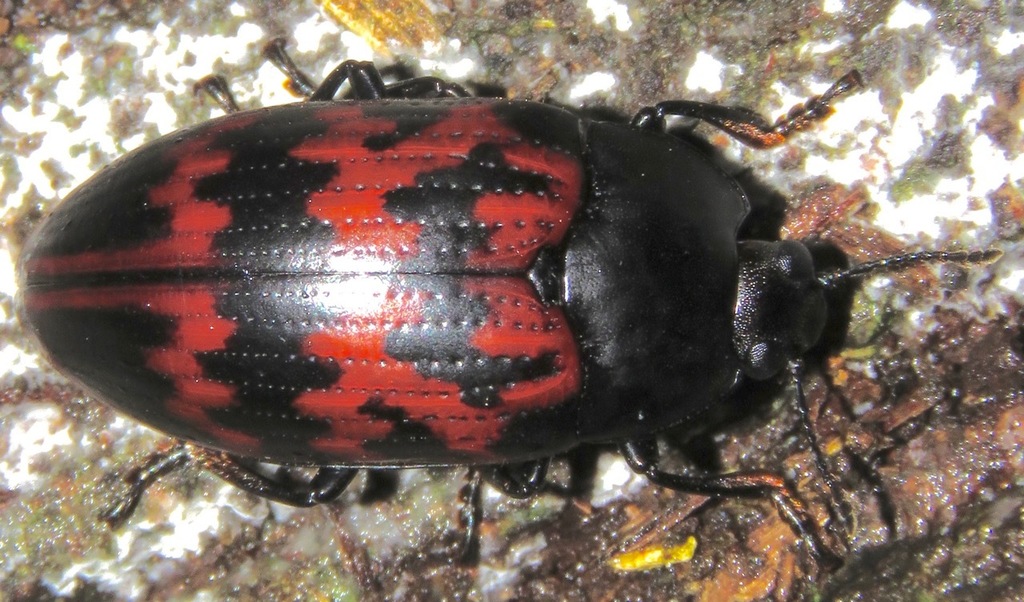 Megischyrus undatus from PotaroSiparuni, Guyana on November 29, 2018
