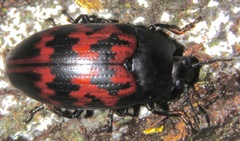 Megischyrus undatus