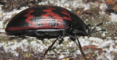 Megischyrus undatus