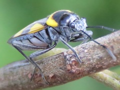 Fibrenus globicollis