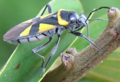 Fibrenus globicollis