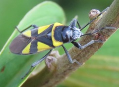 Fibrenus globicollis