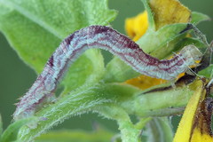 Eupithecia satyrata