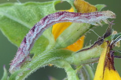 Eupithecia satyrata
