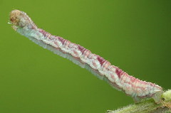 Eupithecia satyrata