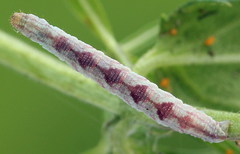 Eupithecia satyrata