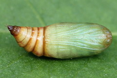 Eupithecia satyrata