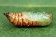 Eupithecia satyrata