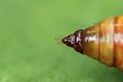 Eupithecia satyrata