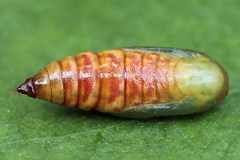 Eupithecia satyrata