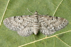 Eupithecia satyrata