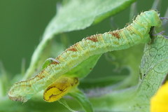 Eupithecia satyrata