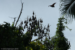 Pteropus tonganus