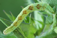 Eupithecia satyrata