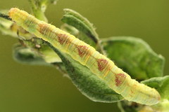 Eupithecia satyrata