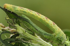Eupithecia satyrata