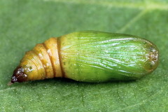 Eupithecia satyrata