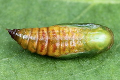 Eupithecia satyrata