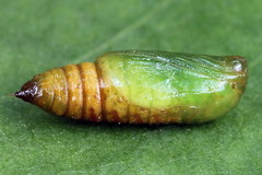 Eupithecia satyrata