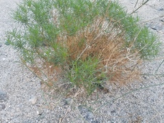 Peucephyllum schottii