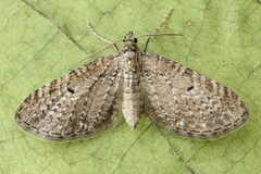 Eupithecia satyrata