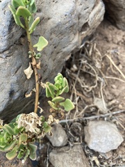 Patellifolia procumbens image