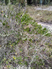 Scyphostelma