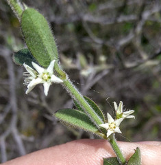 Scyphostelma