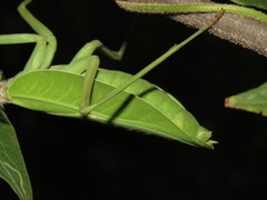 Stagmatoptera diana