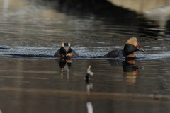 Podiceps auritus cornutus