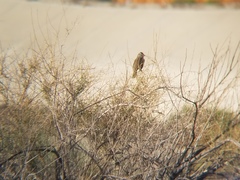 Zonotrichia leucophrys