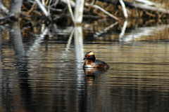 Podiceps auritus cornutus