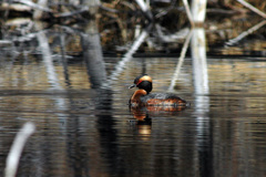Podiceps auritus cornutus