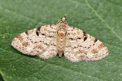 Eupithecia analoga