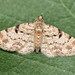 Eupithecia analoga - Photo (c) Andrey Ponomarev, some rights reserved (CC BY-NC), uploaded by Andrey Ponomarev