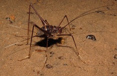 Phalangopsis