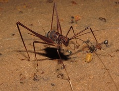 Phalangopsis