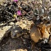 Othonna euphorbioides 2