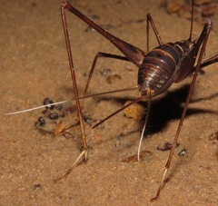 Phalangopsis