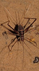 Phalangopsis